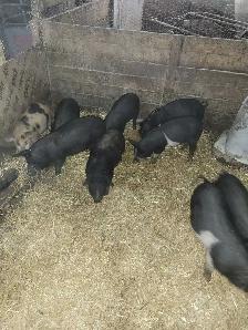 piglets for sale - Photo 2