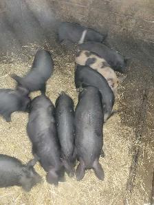piglets for sale - Photo 3