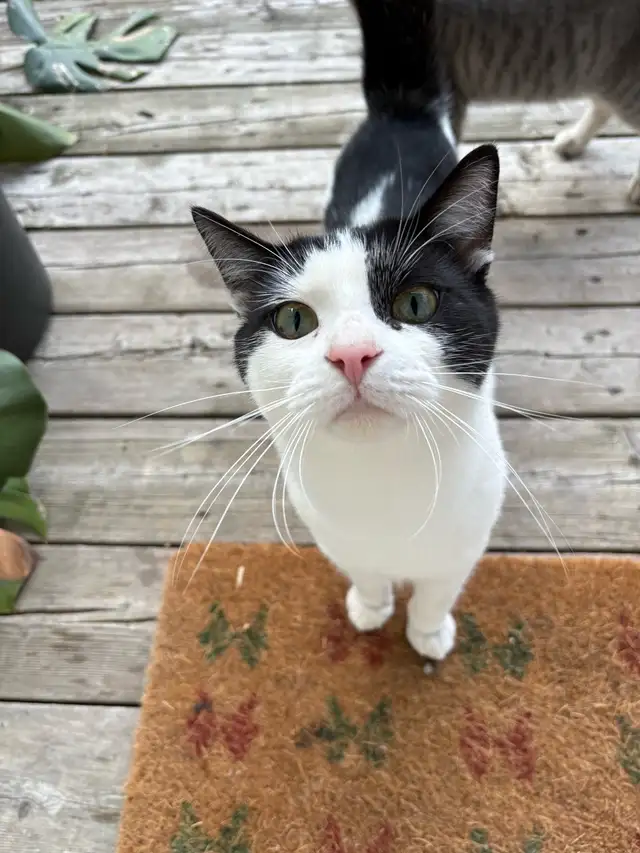 sweetest cats for sale