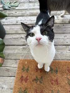 sweetest cats for sale