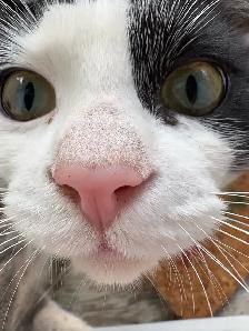 sweetest cats for sale - Photo 2