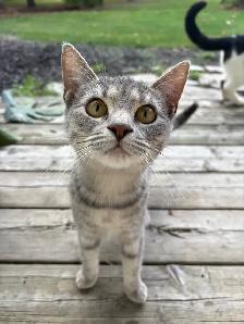 sweetest cats for sale - Photo 3
