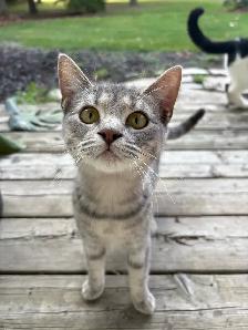 sweetest cats for sale - Photo 4