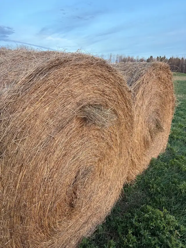 Hay for sale