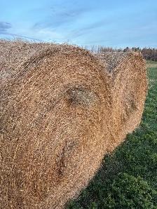 Hay for sale