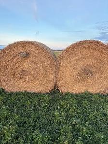 Hay for sale - Photo 3