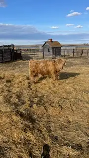 Highland/ Highland-cross calves
