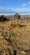 Highland/ Highland-cross calves