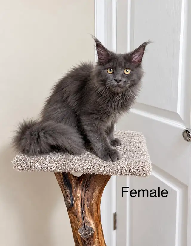 Maine Coon Kittens