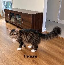 Maine Coon Kittens - Photo 3