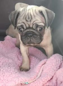 Sweet Cuddley Pug Puppy Reduced Price!
