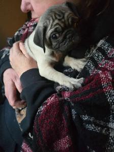 Sweet Cuddley Pug Puppy Reduced Price! - Photo 2