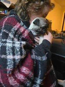 Sweet Cuddley Pug Puppy Reduced Price! - Photo 3