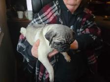 Sweet Cuddley Pug Puppy Reduced Price! - Photo 4