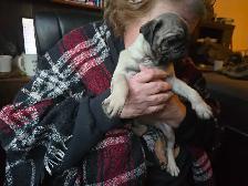 Sweet Cuddley Pug Puppy Reduced Price! - Photo 5