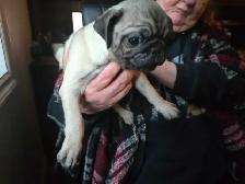 Sweet Cuddley Pug Puppy Reduced Price! - Photo 6