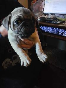 Sweet Cuddley Pug Puppy Reduced Price! - Photo 7