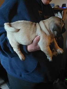 Sweet Cuddley Pug Puppy Reduced Price! - Photo 8