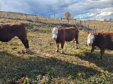 BRED HEIFERS - QUIET, RED AND RED BALDIE