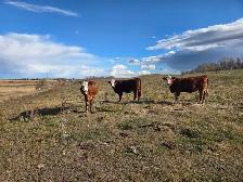 BRED HEIFERS - QUIET, RED AND RED BALDIE - Photo 2