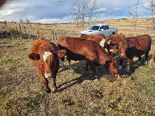 BRED HEIFERS - QUIET, RED AND RED BALDIE - Photo 3