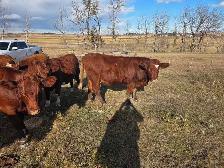 BRED HEIFERS - QUIET, RED AND RED BALDIE - Photo 4