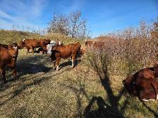 BRED HEIFERS - QUIET, RED AND RED BALDIE - Photo 5