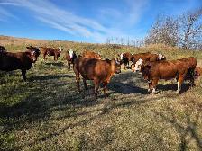 BRED HEIFERS - QUIET, RED AND RED BALDIE - Photo 6