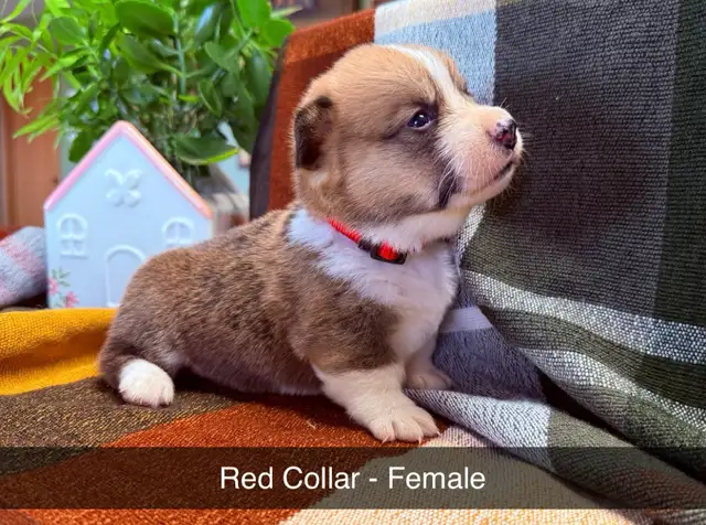 Purebred Corgi Puppies!