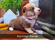 Purebred Corgi Puppies!