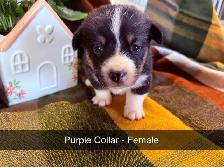 Purebred Corgi Puppies! - Photo 2