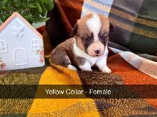 Purebred Corgi Puppies! - Photo 3