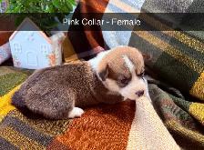 Purebred Corgi Puppies! - Photo 4