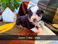 Purebred Corgi Puppies! - Photo 5
