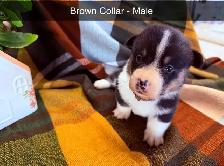 Purebred Corgi Puppies! - Photo 6
