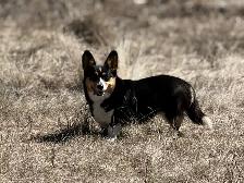 Purebred Corgi Puppies! - Photo 7