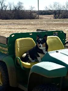 Purebred Corgi Puppies! - Photo 8