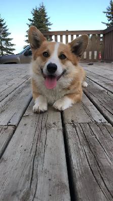 Purebred Corgi Puppies! - Photo 9