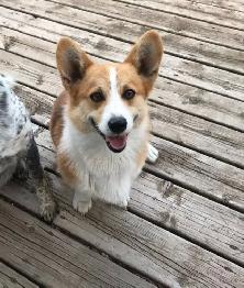 Purebred Corgi Puppies! - Photo 10