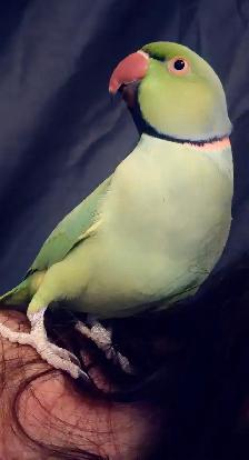 missing Indian ring neck