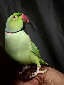 missing Indian ring neck - Photo 2