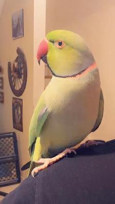 missing Indian ring neck - Photo 3