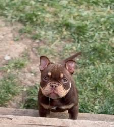 POCKET BULLY PUP