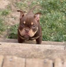 POCKET BULLY CAGE