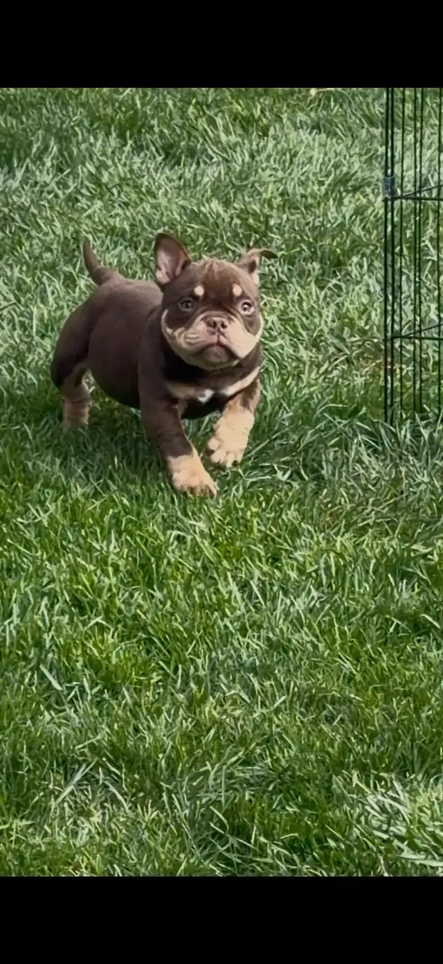 POCKET BULLY TOY