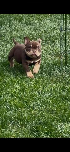 POCKET BULLY TOY