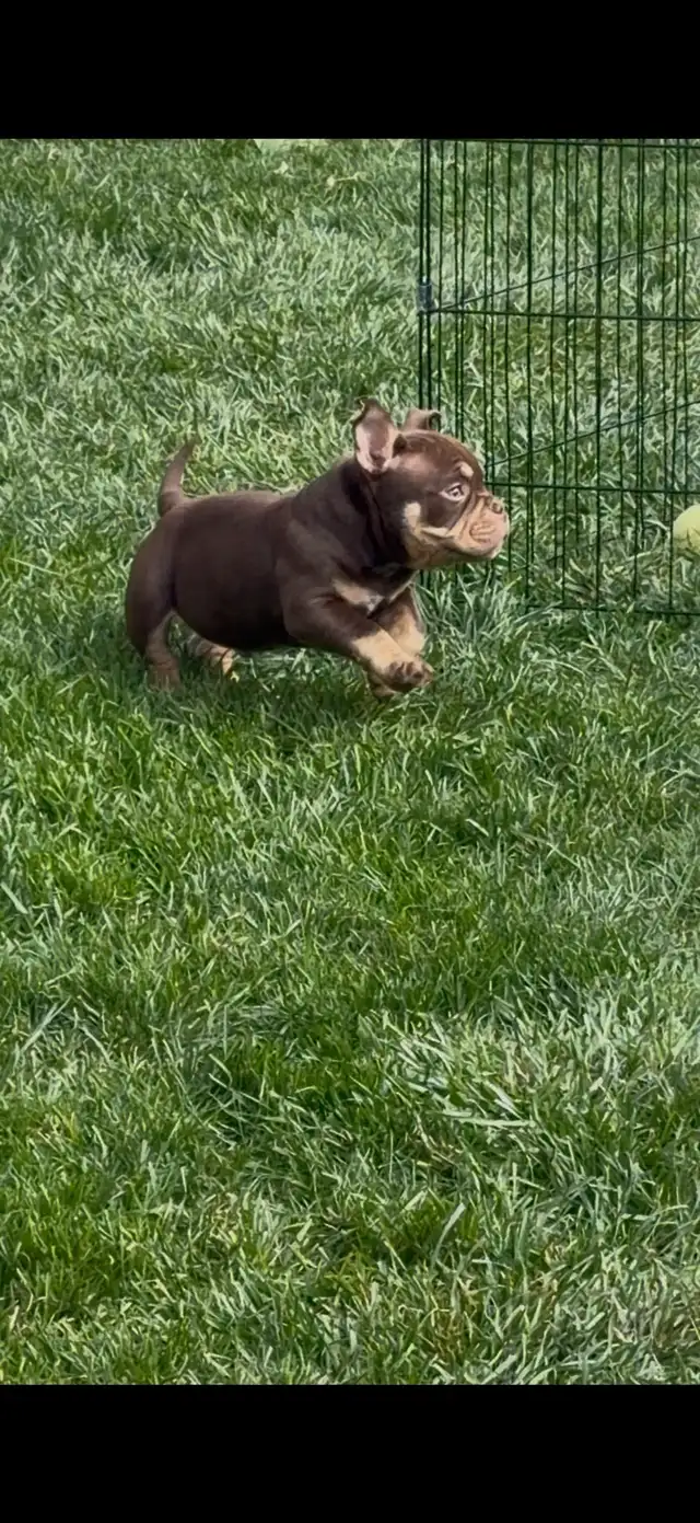 POCKET BULLY COLLAR