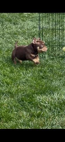 POCKET BULLY COLLAR