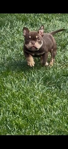 POCKET BULLY COLLAR - Photo 2