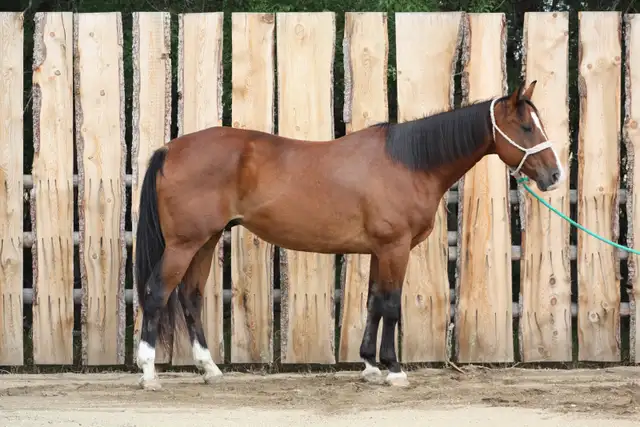 10yr Old Broke Gelding 17hh